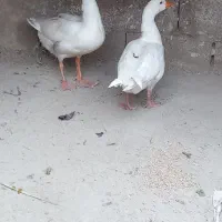 غاز