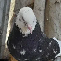 کفتر