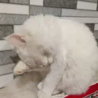 گربه پرشین چشم دو رنگ