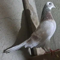 کفتر خوب جوجه ، بالغ زاغ هما سبز