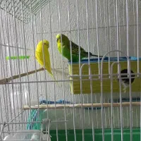 فروش مرغ عشق