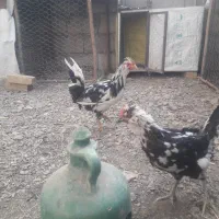 مرغ و خروس پنگوینی