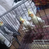 ۳ عدد عروس هلندی اروم