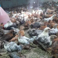 جوجه گلپایگان ۵۰ روزه