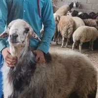 قوچ ۳ساله بروجردی تیزران