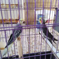 عروس هلندی