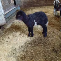 بره ماده|حیوانات مزرعه|جوانرود, |دیوار