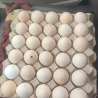 تخم مرغ محلی