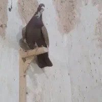 ماده قهوه ای پلنگ کلاهی فروشی