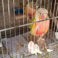 جفت مولد کار داده تازه جوجه هایش فروختم