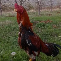 خروس لاری و دو عدد متروک لاری