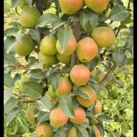 گلابی درگزی