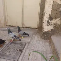کفتر کبوتر