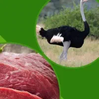 گوشت شتر مرغ
