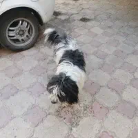 سگ تریر پابلند