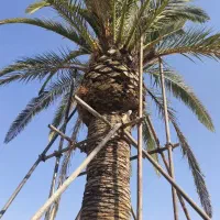 طراحی و اجرای فضای سبز باغبانی