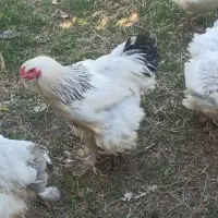 پرنده|حیوانات مزرعه|خوش‌رودپی, |دیوار
