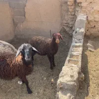 سه عدد نر بره باب پروارشیرمست سوپرکیلویی