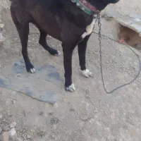 سگ گله
