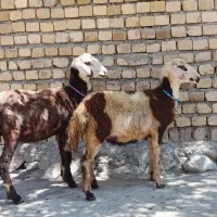 بره ماده