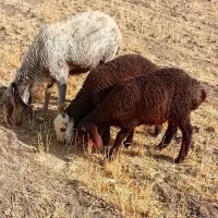چهارتامیش بره دار بره بزرگ شکم اول آگهی رابخان