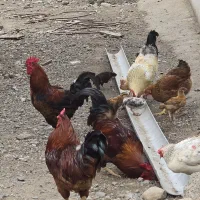 خروس محلی یک ساله