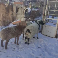 بره نر قوچی