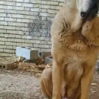 سگ خاص