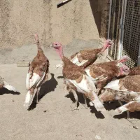 بوقلمون بوربون