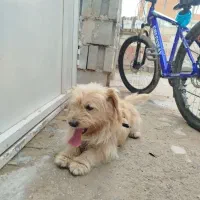 یک عدد سگ اشپیتز به فروش می‌رسد