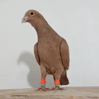 کفتر زرد کرمونی کله سینه طوقی ساده