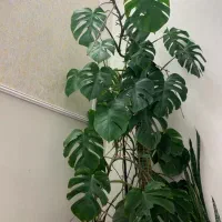 برگ انجیری مانسترا بزرگ