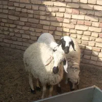بره نر