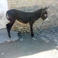 الاغ نر