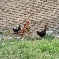 دو عدد مرغ و خروس لاری