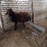 قوچ قربانی سال3