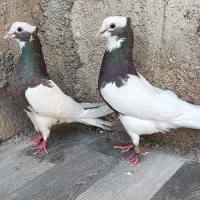 جفت طوقی(طوق قهوه ای) دهن جور و ذات دار