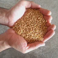 گندم درجه یک آبی