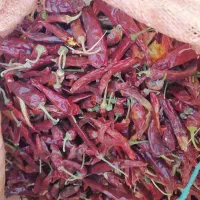 فلفل خشک،   فلفل قرمز ، فلفل‌ شاخ بزی، فلفل تند