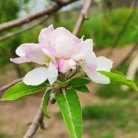 سرکتاب قرآنی