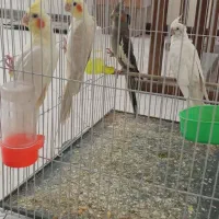 عروس هلندی نر و ماده جوجه نرمه خور دستی وجفت