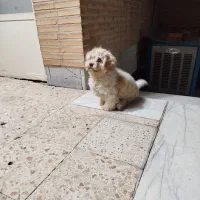 سگ شیتزو|سگ|یزد, |دیوار