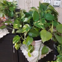 گل زیبا|گل و گیاه طبیعی|کرج, برغان|دیوار