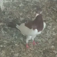 دوبر راهکش اصل