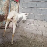 بز سانن