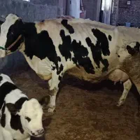 گاوشیری‌درجه