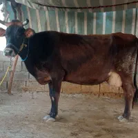 گاو با گوساله شیر