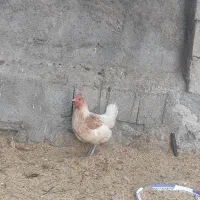 مرغ|حیوانات مزرعه|نورآباد ممسنی, |دیوار