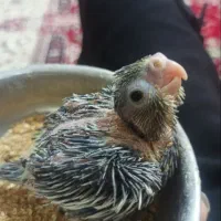 عروس هلندی