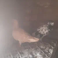 آلمانی
